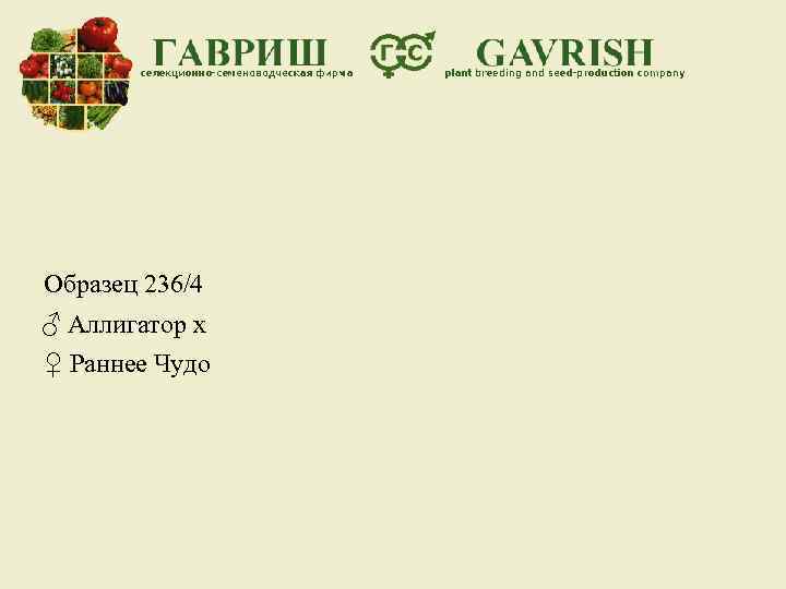 Образец 236/4 ♂ Аллигатор х ♀ Раннее Чудо 