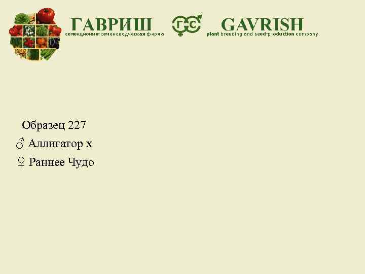 Образец 227 ♂ Аллигатор х ♀ Раннее Чудо 