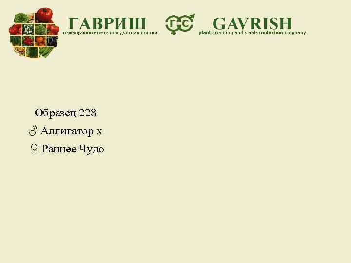 Образец 228 ♂ Аллигатор х ♀ Раннее Чудо 