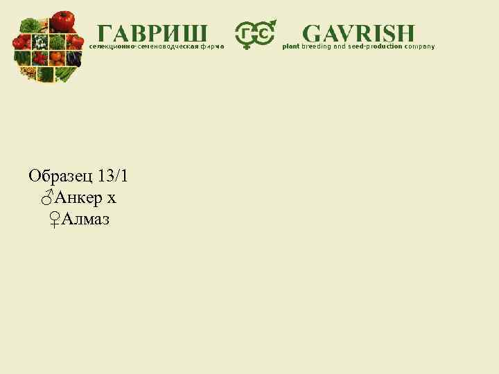 Образец 13/1 ♂Анкер х ♀Алмаз 