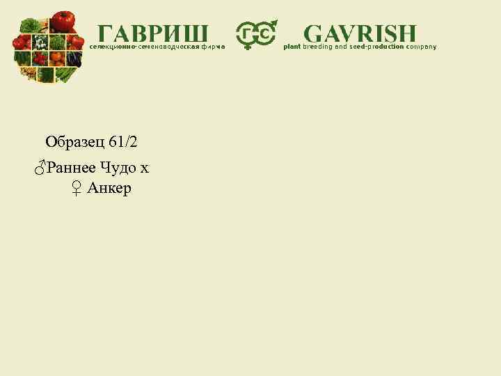 Образец 61/2 ♂Раннее Чудо х ♀ Анкер 