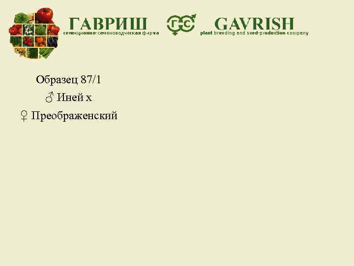 Образец 87/1 ♂ Иней х ♀ Преображенский 