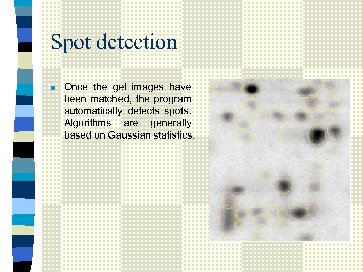 Spot detection n Once the gel images have been matched, the program automatically detects