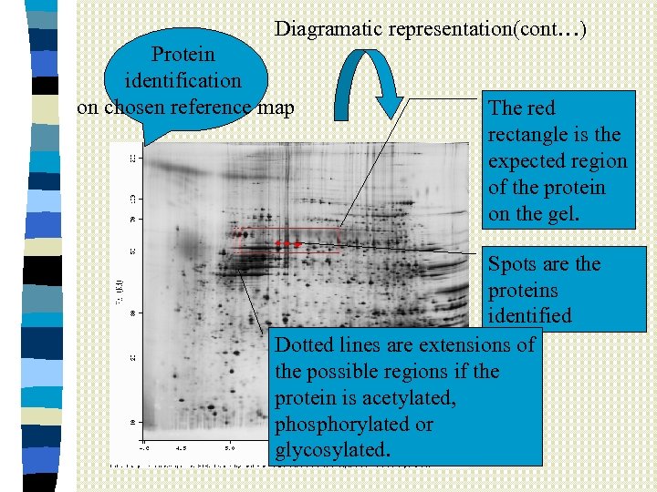 Diagramatic representation(cont…) Protein identification on chosen reference map The red rectangle is the expected
