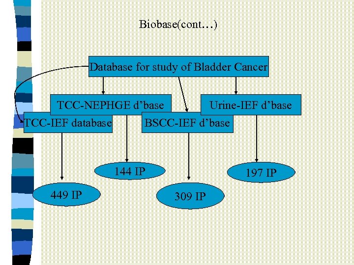 Biobase(cont…) Database for study of Bladder Cancer TCC-NEPHGE d’base Urine-IEF d’base TCC-IEF database BSCC-IEF