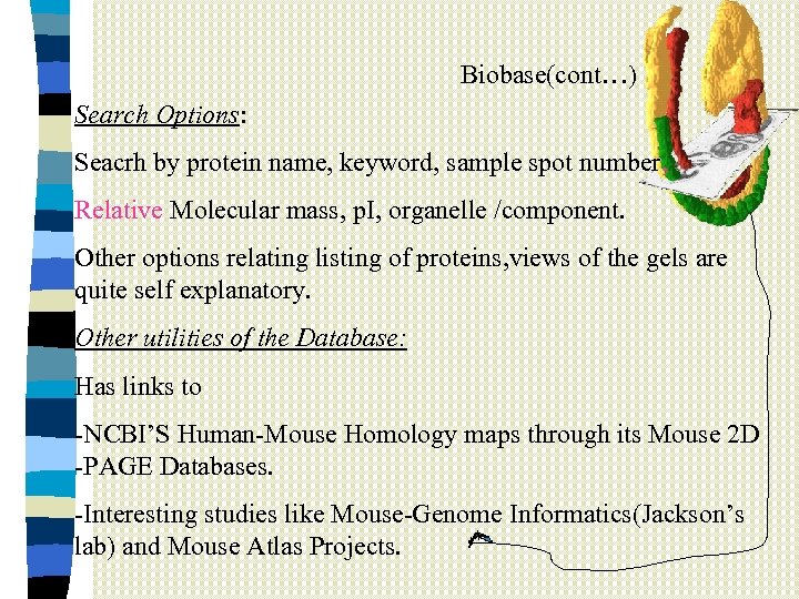 Biobase(cont…) Search Options: Seacrh by protein name, keyword, sample spot number, Relative Molecular mass,