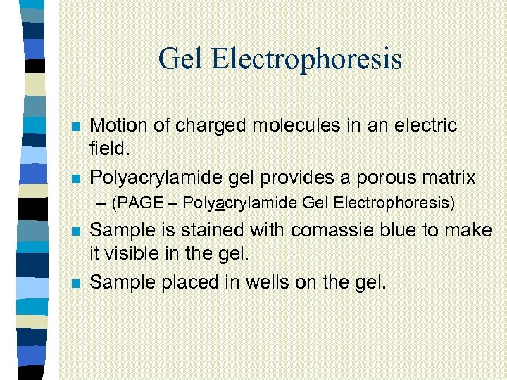 Gel Electrophoresis n n Motion of charged molecules in an electric field. Polyacrylamide gel