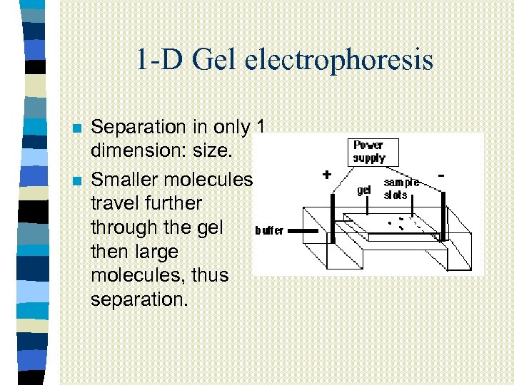 1 -D Gel electrophoresis n n Separation in only 1 dimension: size. Smaller molecules