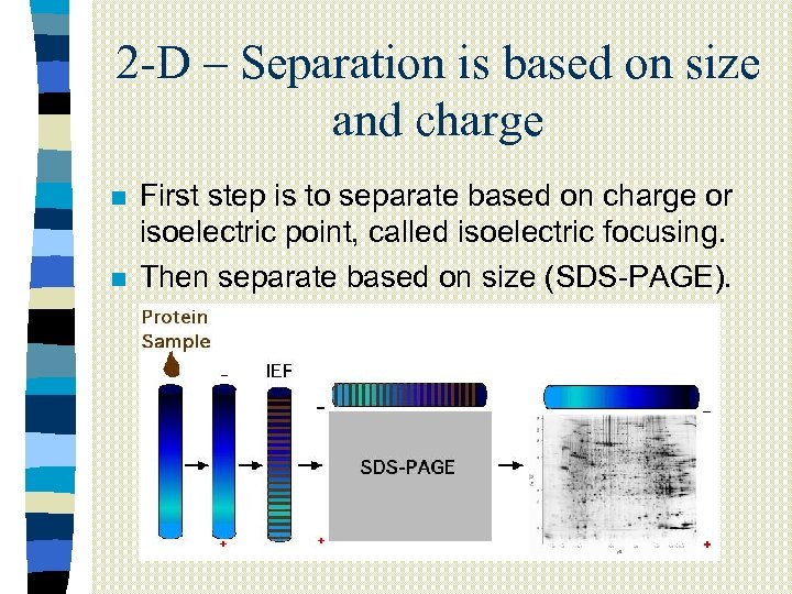 2 -D – Separation is based on size and charge n n First step