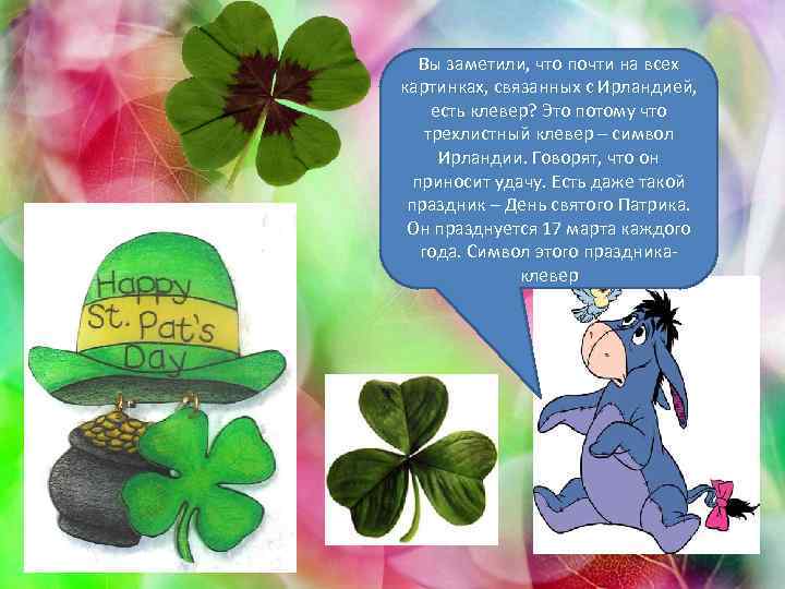 Вы заметили, что почти на всех картинках, связанных с Ирландией, есть клевер? Это потому