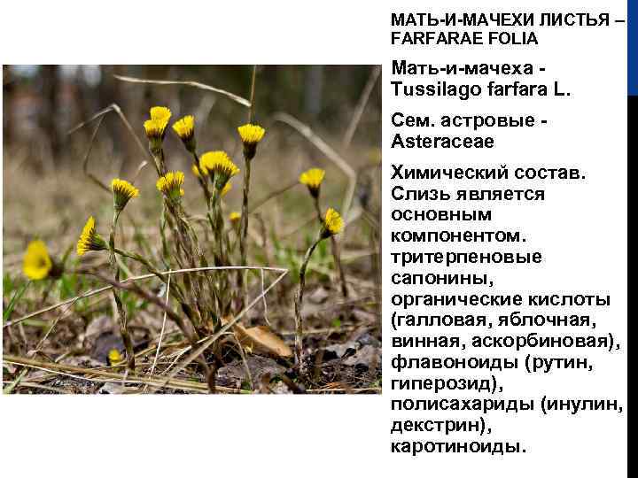 МАТЬ-И-МАЧЕХИ ЛИСТЬЯ – FARFARAE FOLIA Мать-и-мачеха Tussilago farfara L. Сем. астровые Asteraceae Химический состав.
