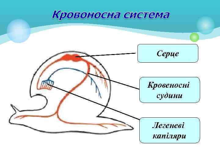 Серце Кровеносні судини Легеневі капіляри 