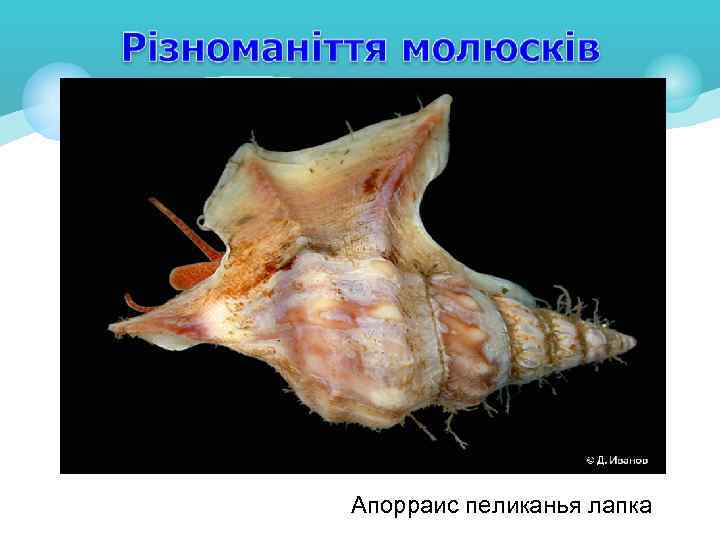 Апорраис пеликанья лапка 