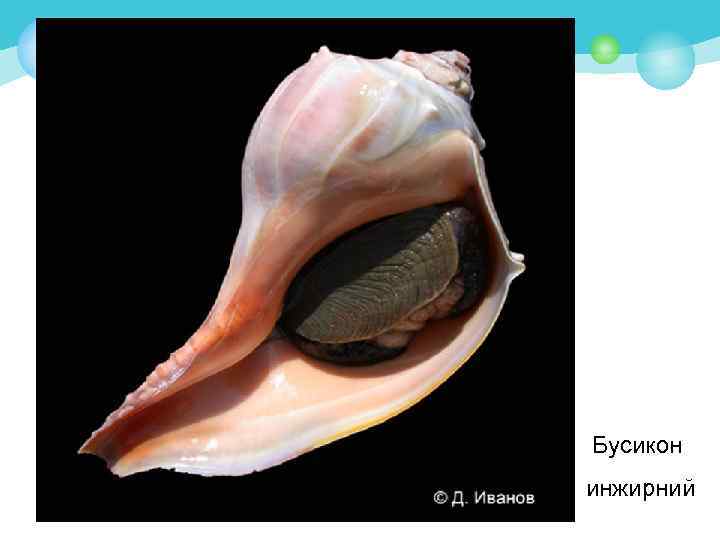 Бусикон инжирний 