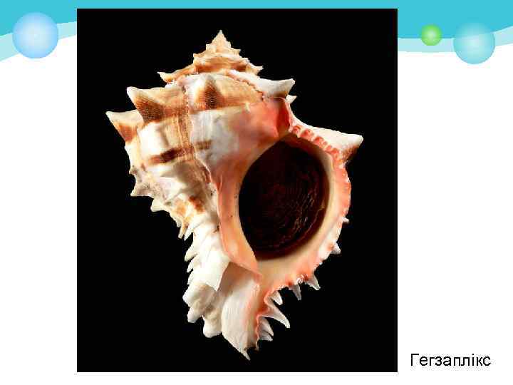 Гегзаплікс 