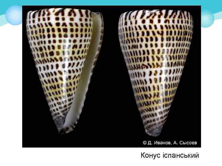 Конус іспанський 