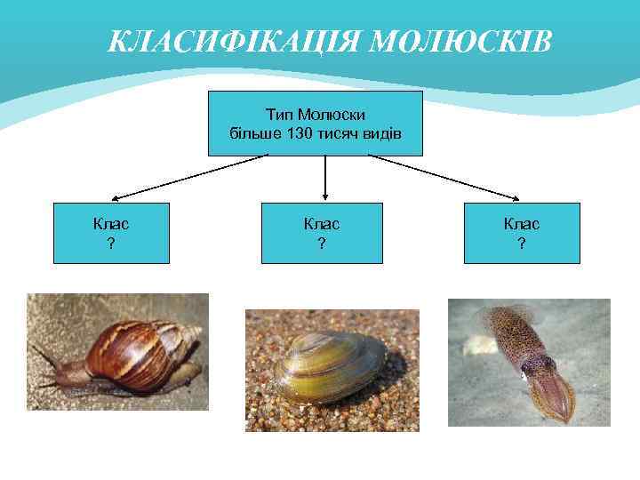 КЛАСИФІКАЦІЯ МОЛЮСКІВ Тип Молюски більше 130 тисяч видів Клас ? 