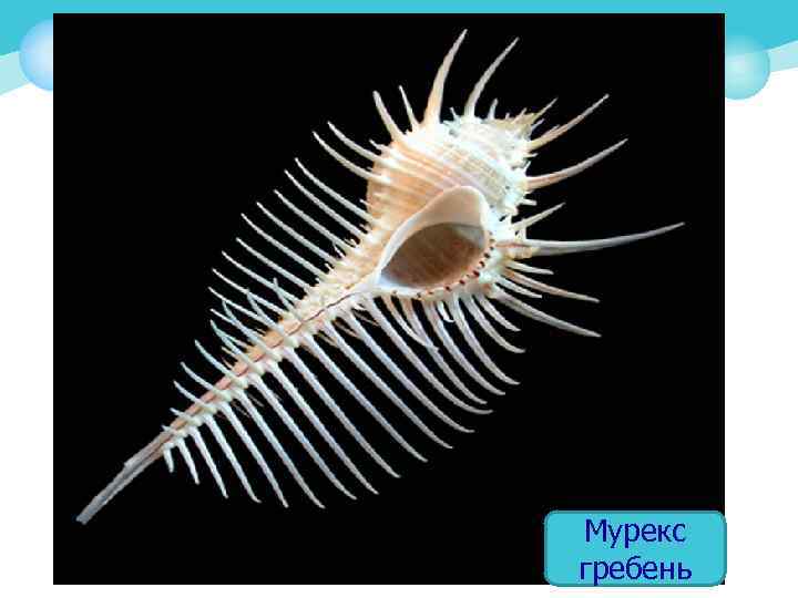 Мурекс гребень 