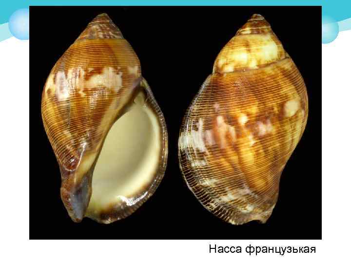 Насса французькая 