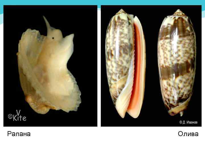 Рапана Олива 