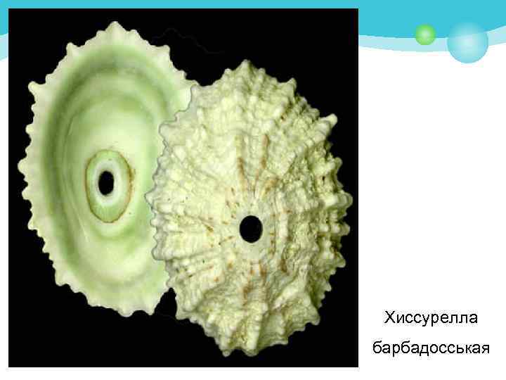 Хиссурелла барбадосськая 