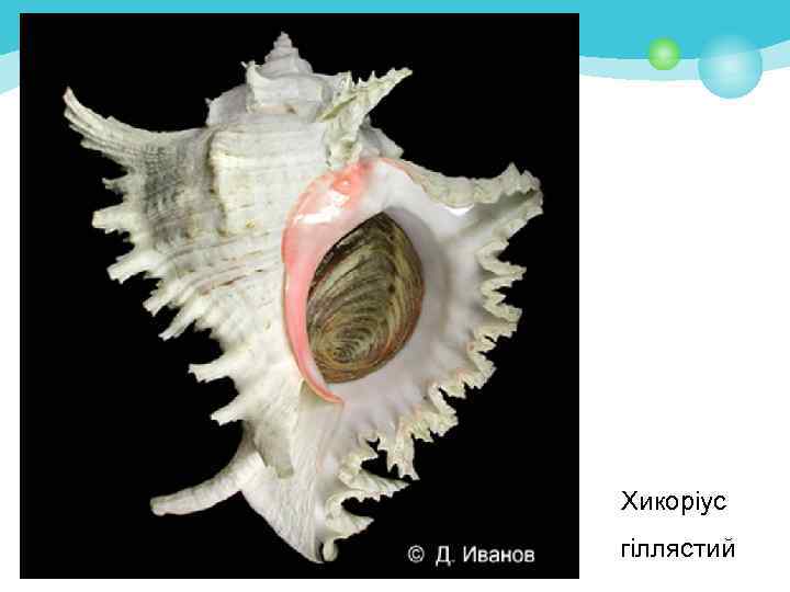 Хикоріус гіллястий 