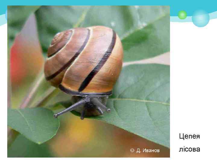 Цепея лісова 