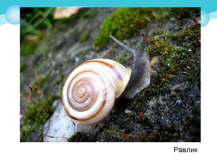 Равлик 