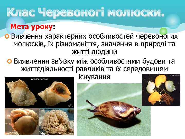Мета уроку: ¢ Вивчення характерних особливостей черевоногих молюсків, їх різноманіття, значення в природі та