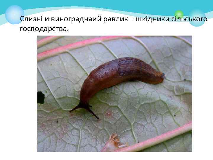 Слизні и винограднаий равлик – шкідники сільського господарства. 