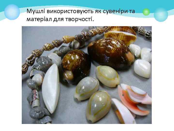 Мушлі використовують як сувеніри та матеріал для творчості. 