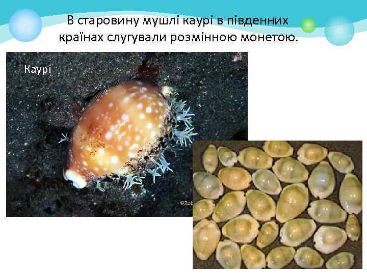 В старовину мушлі каурі в південних країнах слугували розмінною монетою. Каурі 