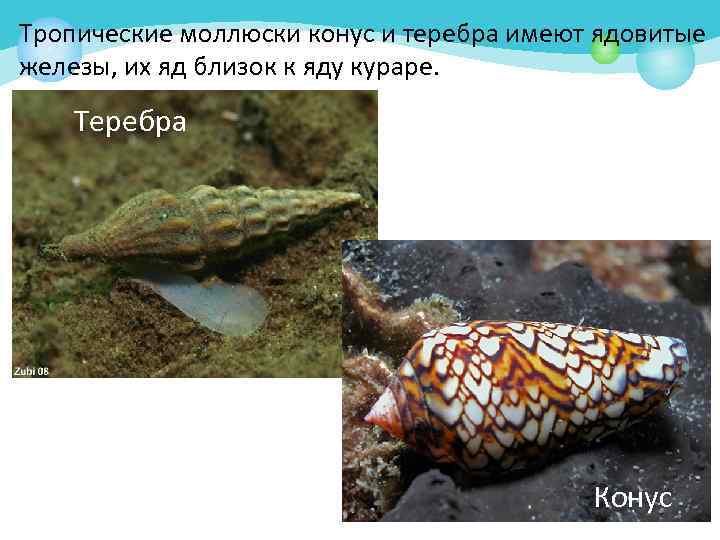 Тропические моллюски конус и теребра имеют ядовитые железы, их яд близок к яду кураре.