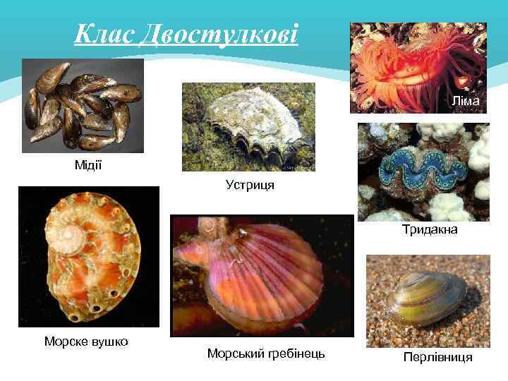 Клас Двостулкові Ліма Мідії Устриця Тридакна Морске вушко Морський гребінець Перлівниця 