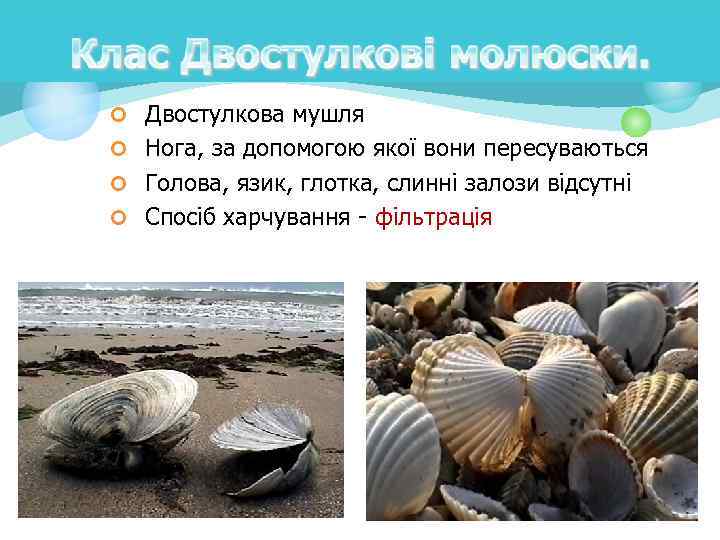 ¢ Двостулкова мушля ¢ Нога, за допомогою якої вони пересуваються ¢ Голова, язик, глотка,