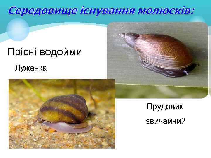 Прісні водойми Лужанка Прудовик звичайний 