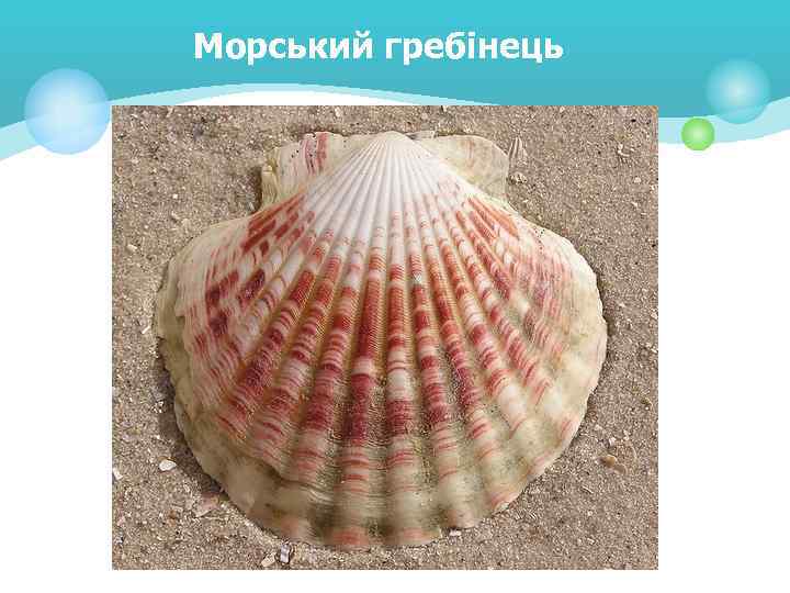 Морський гребінець 