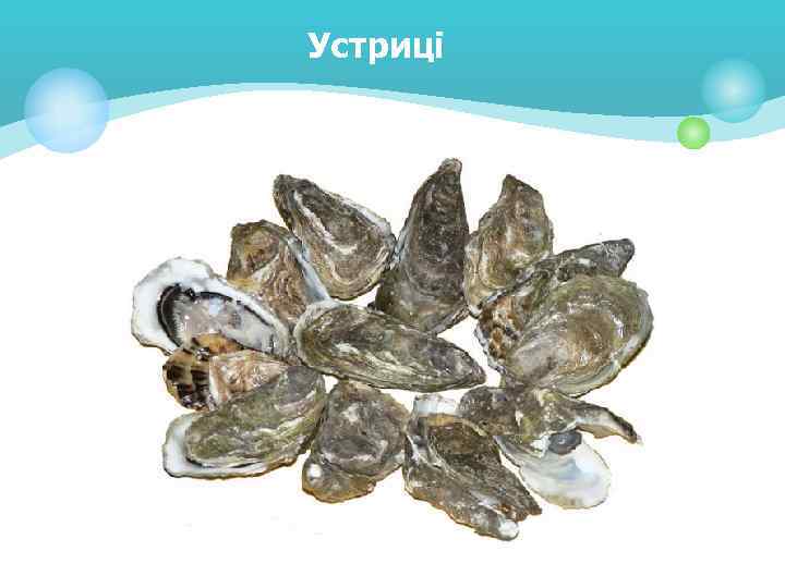 Устриці 