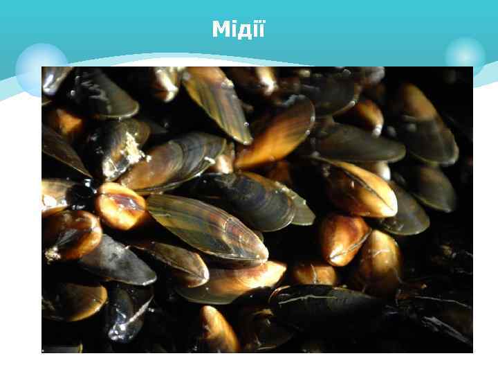 Мідії 