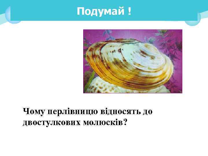 Подумай ! Чому перлівницю відносять до двостулкових молюсків? 
