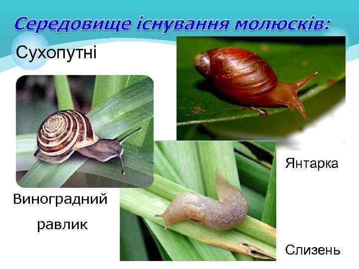 Сухопутні Янтарка Виноградний равлик Слизень 