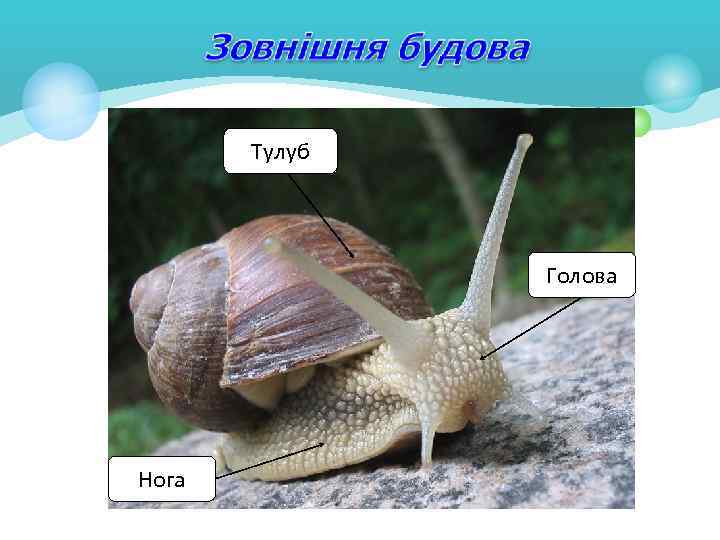 Тулуб Голова Нога 