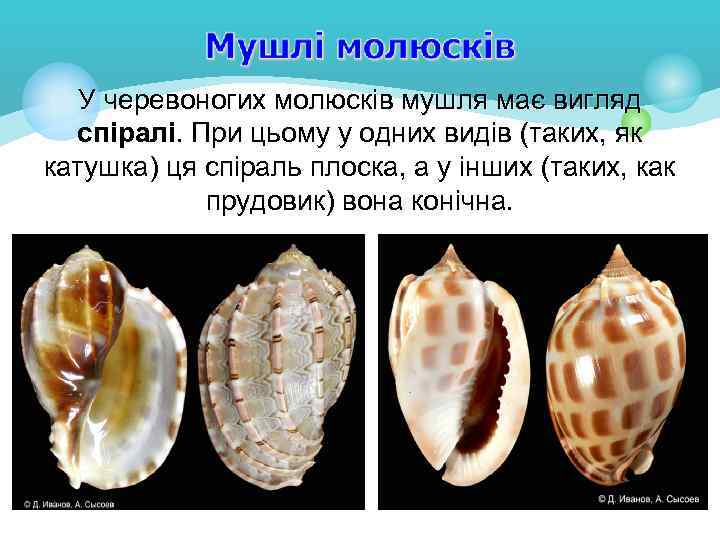 У черевоногих молюсків мушля має вигляд спіралі. При цьому у одних видів (таких, як