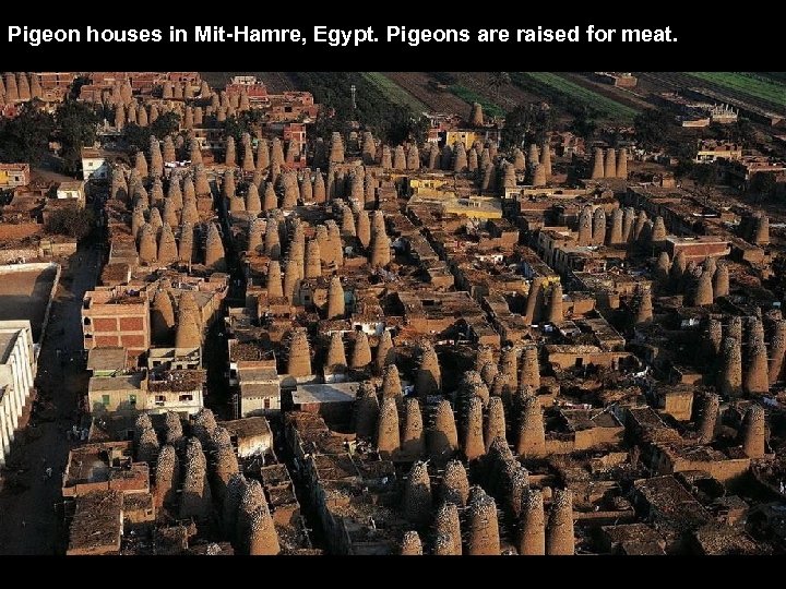 Pigeon houses in Mit-Hamre, Egypt. Pigeons are raised for meat. 