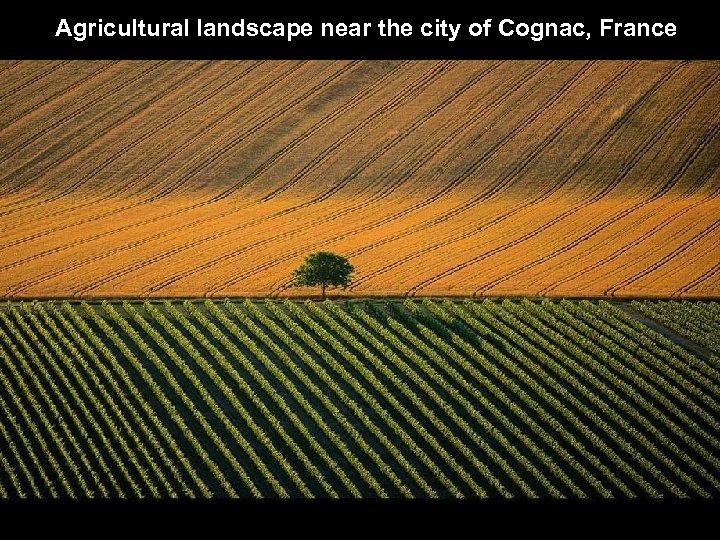Agricultural landscape near the city of Cognac, France 