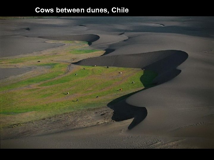 Cows between dunes, Chile 