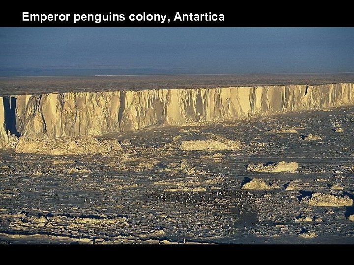Emperor penguins colony, Antartica 