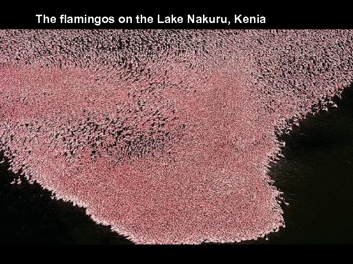 The flamingos on the Lake Nakuru, Kenia 
