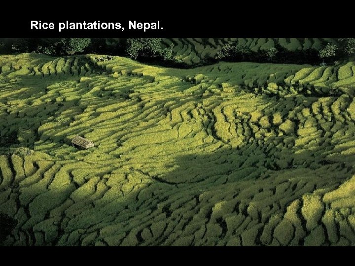 Rice plantations, Nepal. 
