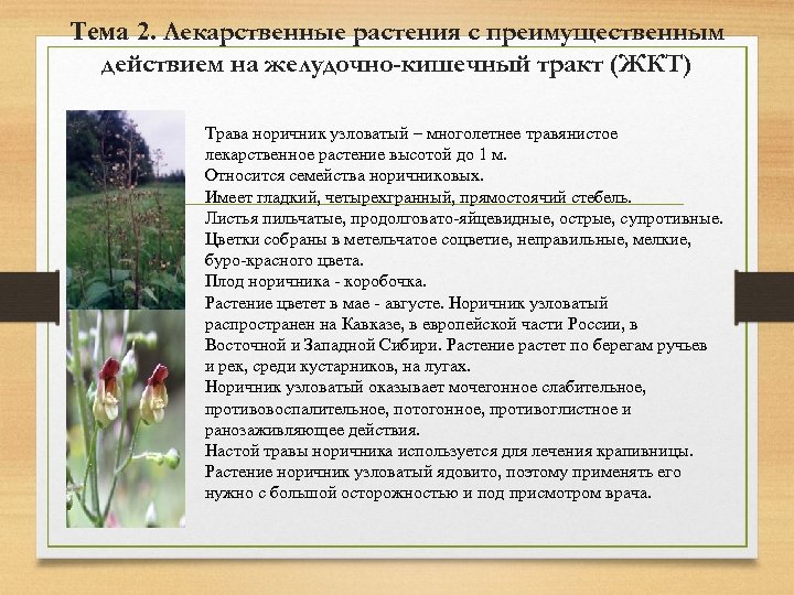 Тема 2. Лекарственные растения с преимущественным действием на желудочно-кишечный тракт (ЖКТ) Трава норичник узловатый